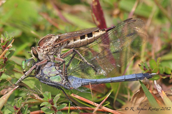 Erythemis simplicicollis, male as prey